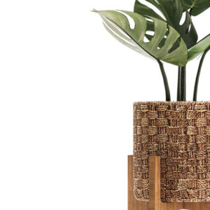 Philodendron - Imagen 4